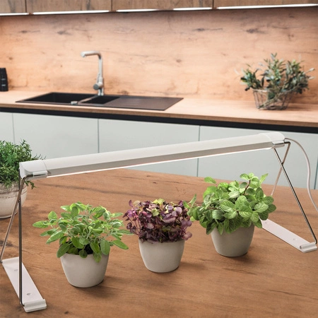 LEDVANCE Innenbeleuchtungslampe 14W 3650K unterstützt das Pflanzenwachstum