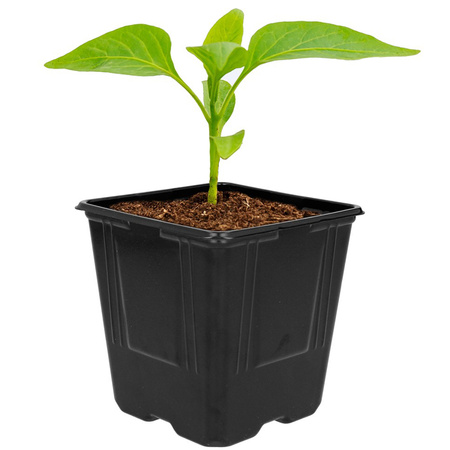 Set mit 5 Produktionstöpfen für Setzlinge Quilten Aussaat von Gemüsesamen 11 x 11 x 12 cm