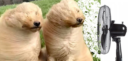 Bodenventilator Standventilator Umwälzpumpe 40W Schwarz Leiser Raumventilator