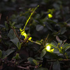 7x LED Solar Lichterkette, Außen Garten Lichterkette ORNIS LUMILED