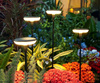 LED Solar Gartenlampe Standing Post 78cm 4000K IP64 mit Dämmerungssensor angetrieben
