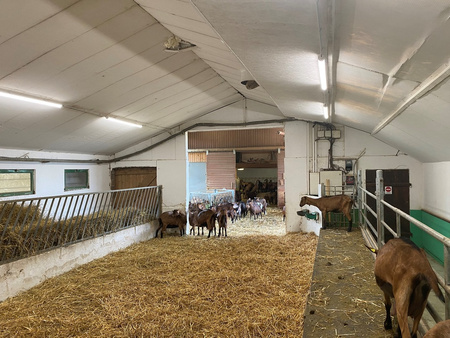 LED Flameproof Leuchte 50W 6500lm 4000K IP67 Weiß Feuchtraum Spezial Ledvance